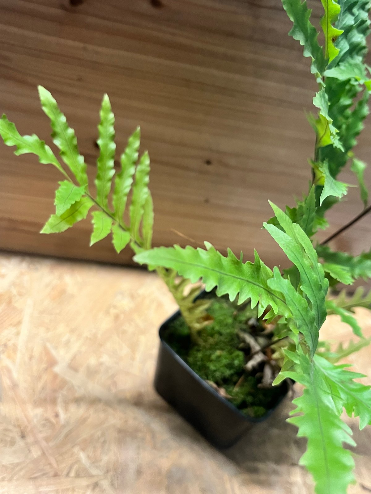 ドリナリア フロリダ | GREEN LUCK