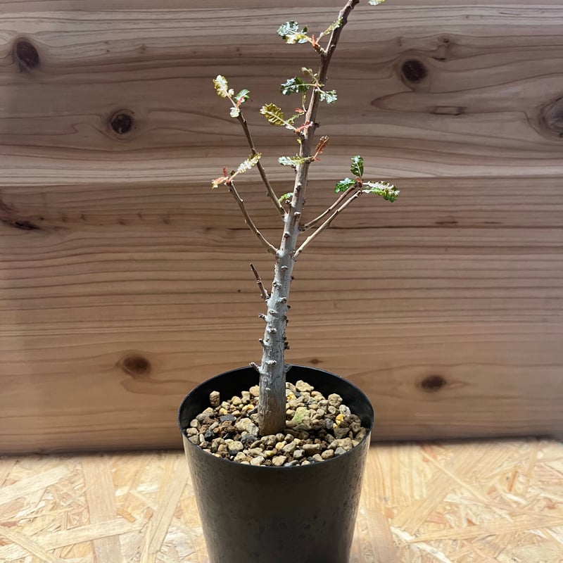 ボスウェリア ナナ | GREEN LUCK