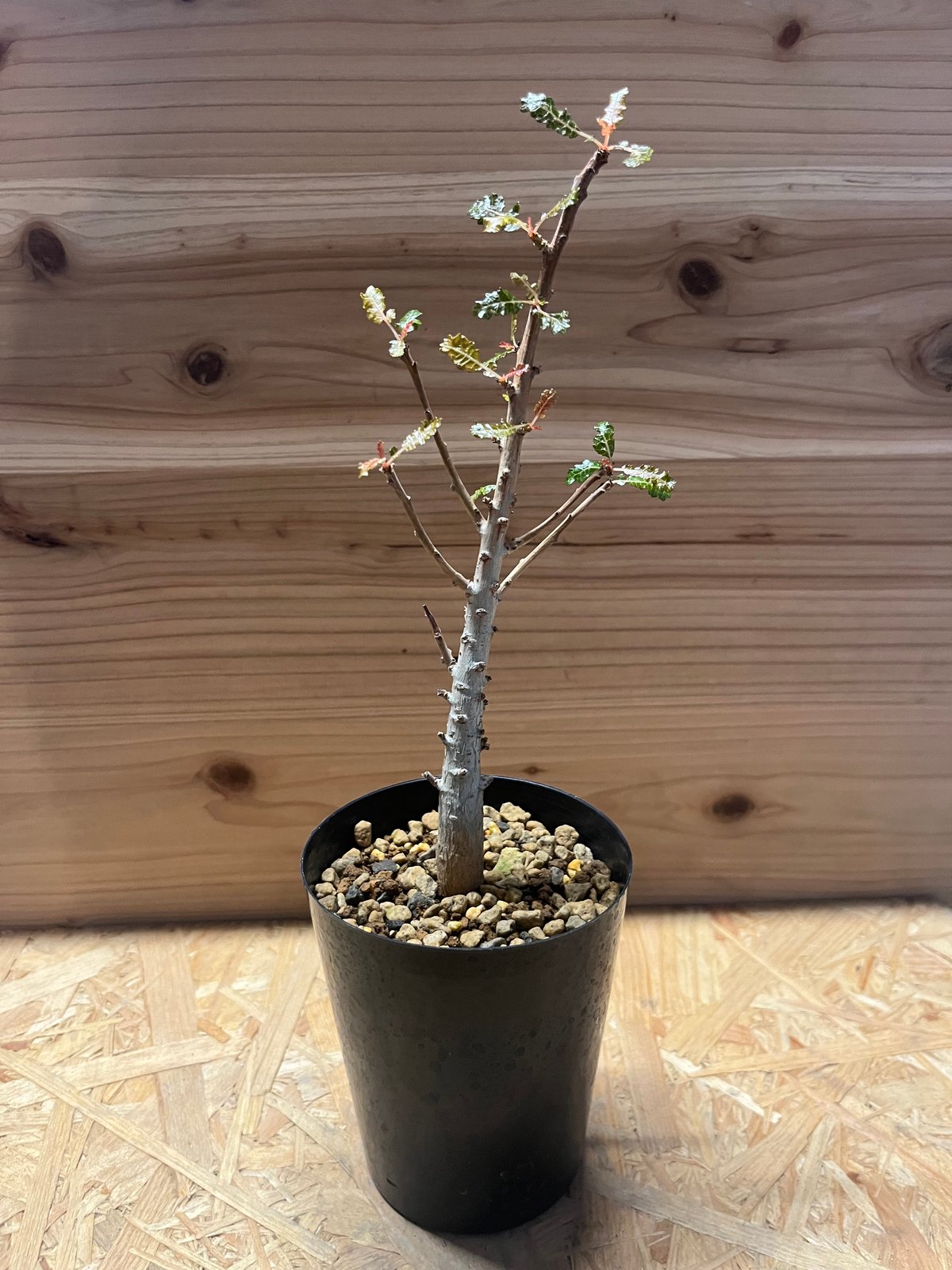 ボスウェリア ナナ | GREEN LUCK