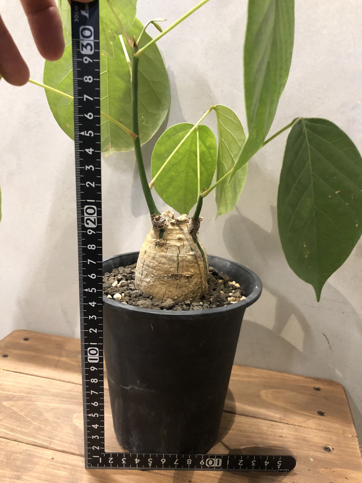 プセウドボンバックス エリプティクム | GREEN LUCK