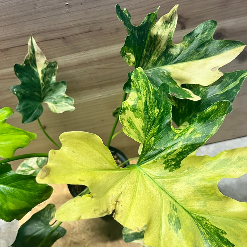 フィロデンドロン　セローム　斑入り フィロデンドロン・セローム 斑入り | 希少植物の販売