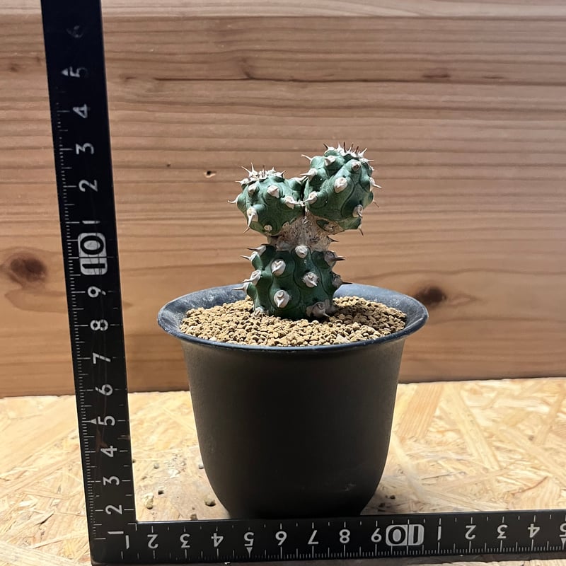 ユーフォルビア cv.トム | GREEN LUCK