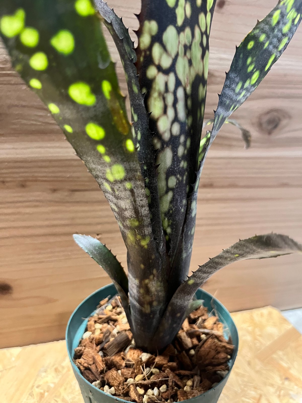 ビルベルギア ブラックパール | GREEN LUCK