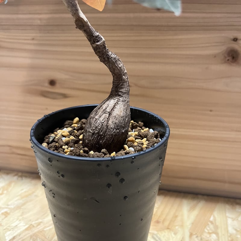 フィランサス ミラビリス | GREEN LUCK