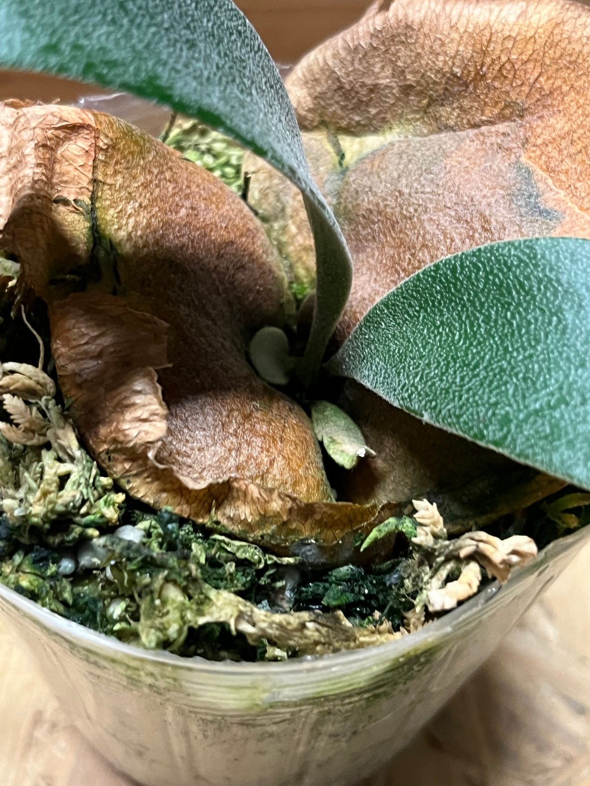 ビカクシダ フーンシキ | GREEN LUCK