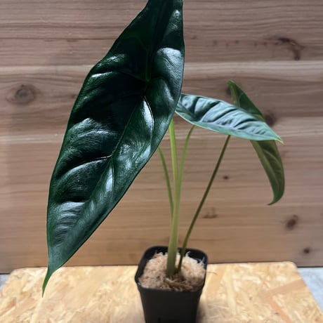 板付 観葉植物 超人気品種の安定株♫〖ビカクシダ・マウントキッ 板付 観葉植物 超人気品種の安定株♫〖ビカクシダ・マウントキッ