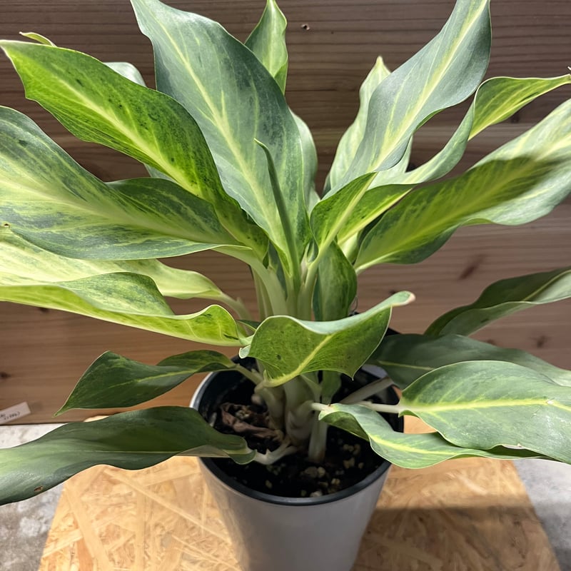 アグラオネマ専用観葉植物 観葉植物 アグラオネマ 4号 ラダ 15 B ベージュ 付き | 観葉植物