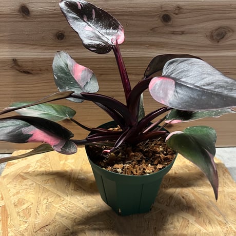 タイ産　フィロデンドロン　ピンクプリンセス　トリカラー　斑入り 激レア タイ産 フィロデンドロン ピンクプリンセス トリカラー