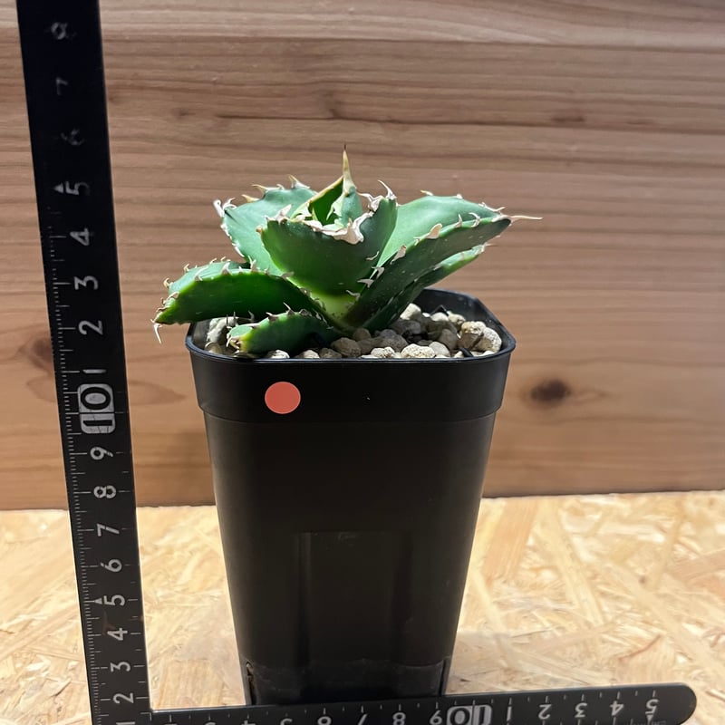 アガベ チタノタ 金鯨 | GREEN LUCK