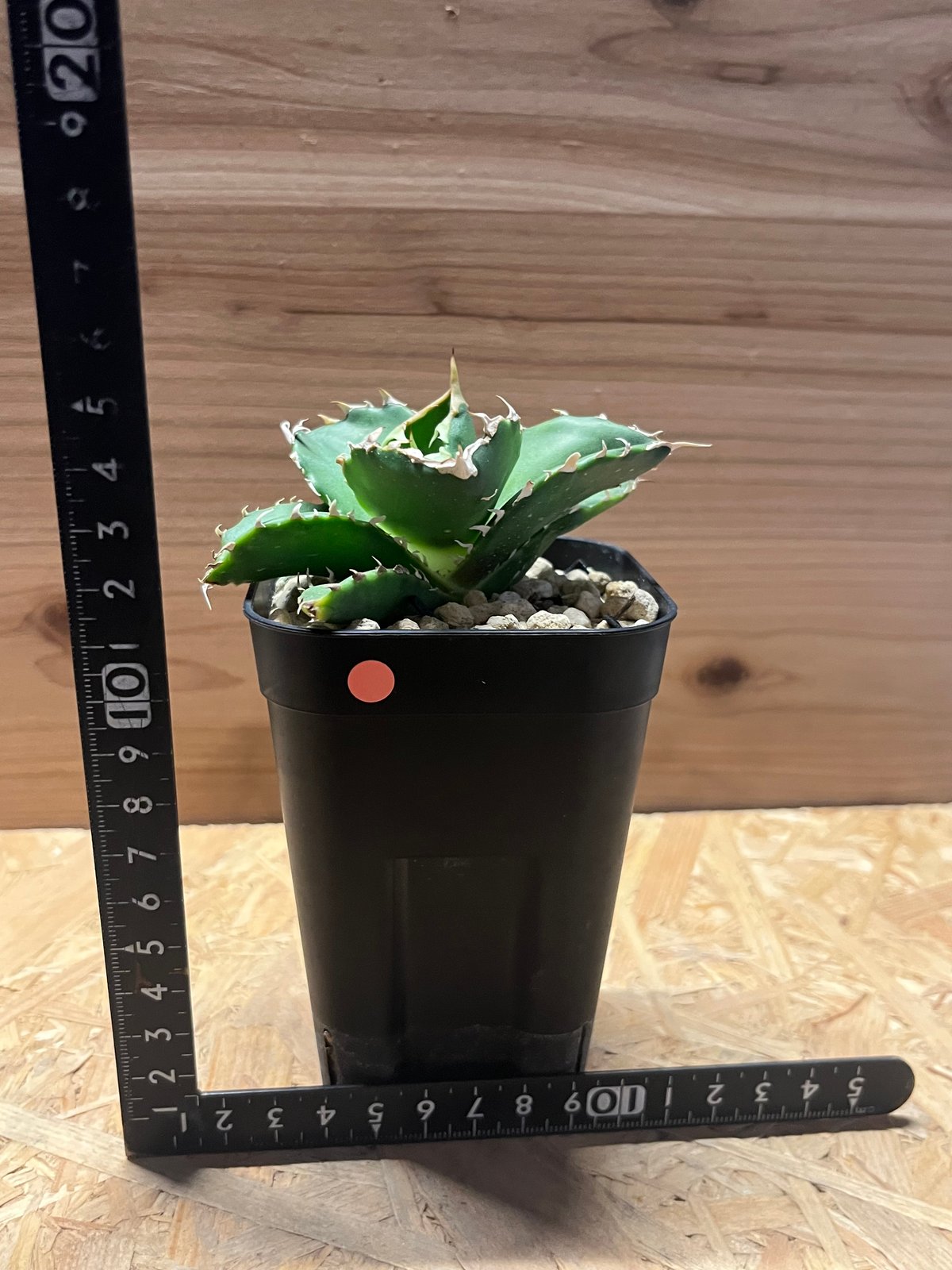 【極上品】 アガベ 金鯨 チタノタ　大株 アガベ チタノタ 金鯨 | GREEN LUCK