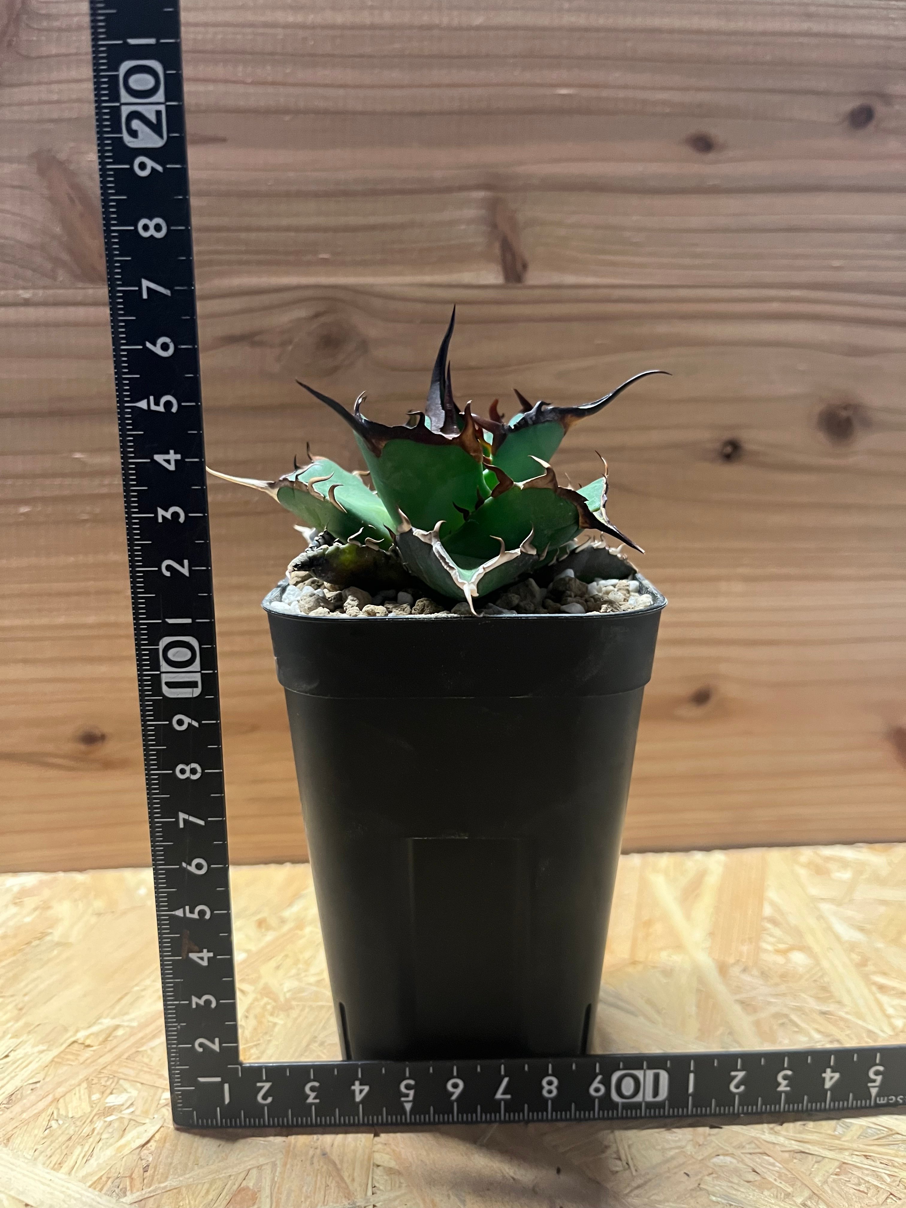 龍球会アガベ チタノタ LQH ハデス黒帝斯 恐竜牙歯多肉植物 アガベ チタノタ ハデス 黒帝斯 恐龍牙歯 | GREEN LUCK