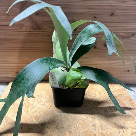 hide3060さま専用　nadare ビカクシダ hide3060さま専用 nadare ビカクシダ