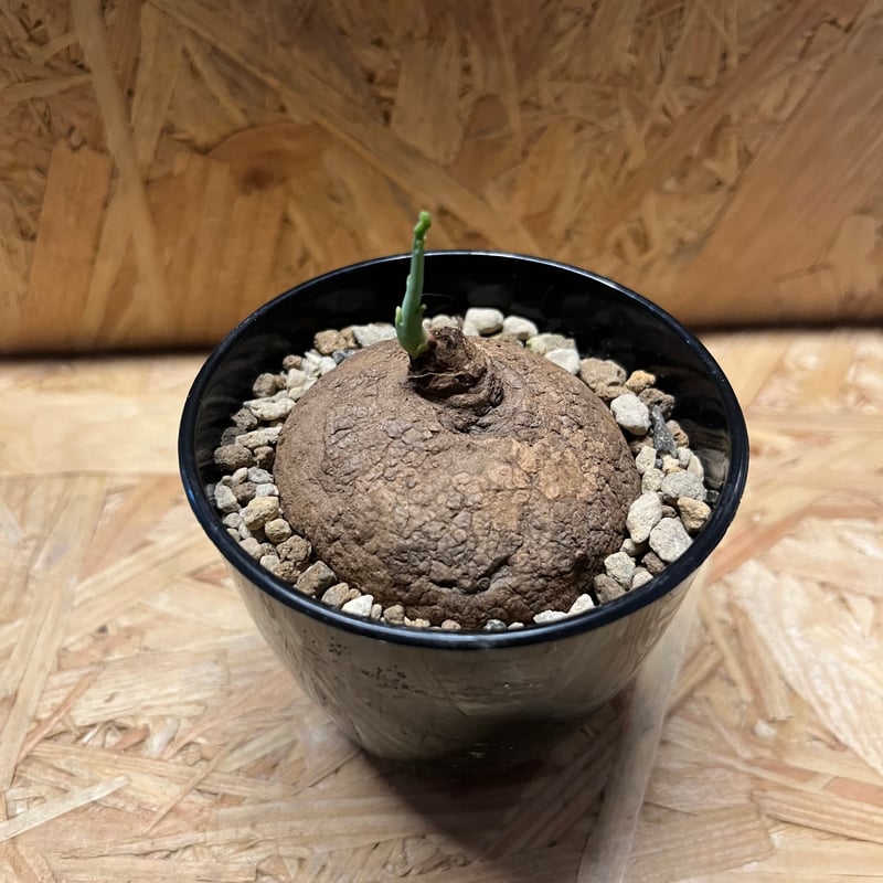 ステファニア エレクタ | GREEN LUCK