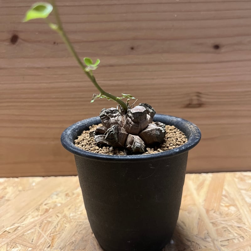 亀甲竜 ディオスコレア エレファンティペス | GREEN LUCK