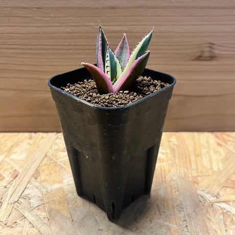 超美株！！アガベ　チタノタ　スナグルトゥース アガベ チタノタ スナグルトゥース( ☆∀☆) アガベ チタノタ スナグル