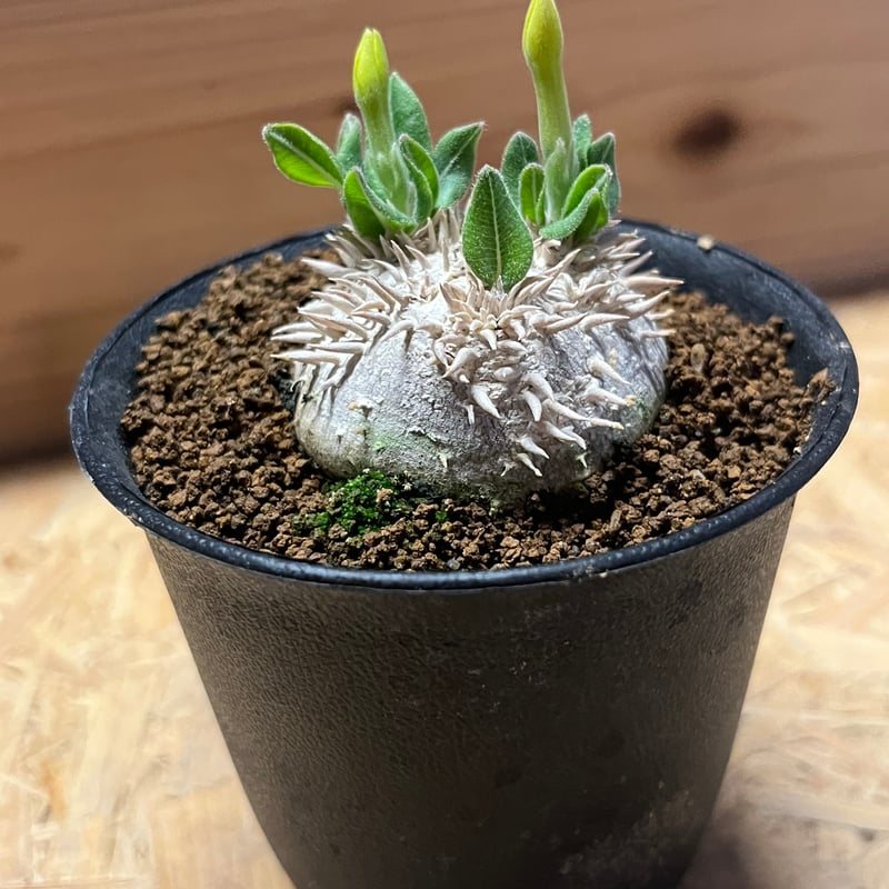 ★値下げ★パキポディウム　恵比寿笑　現地球【匿名配送】 パキポディウム ブレビカウレ 