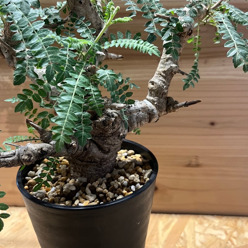 ボスウェリア ネグレクタ | GREEN LUCK