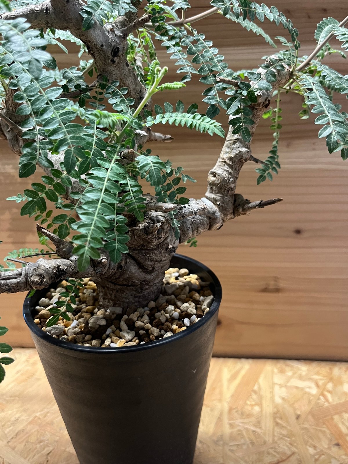 ボスウェリア ネグレクタ | GREEN LUCK