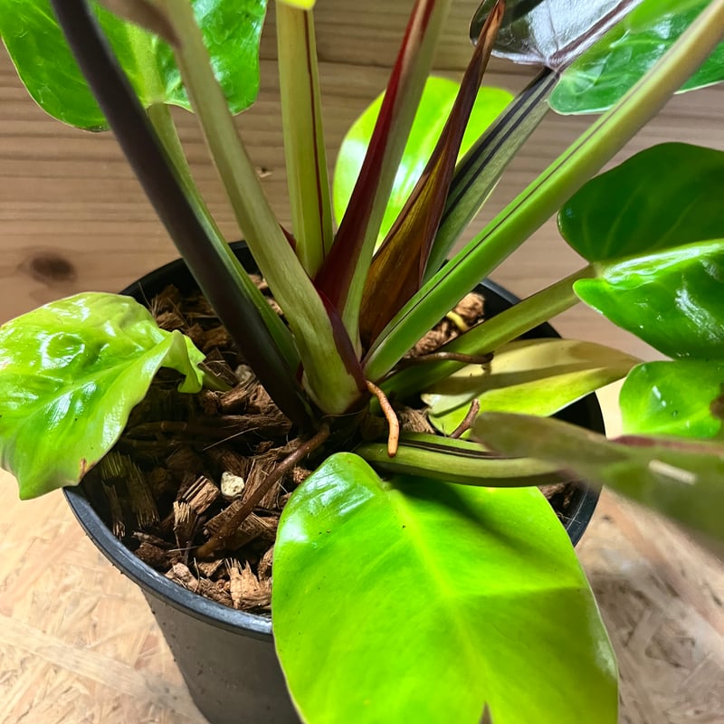 フィロデンドロン インペリアルイエローフレーム | GREEN LUCK