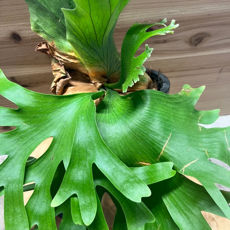 ビカクシダ コロナリウム カーソン | GREEN LUCK