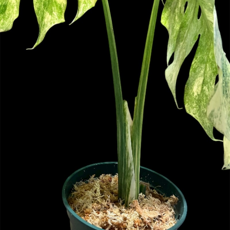 モンステラ デリシオーサ 'レガシー' | GREEN LUCK