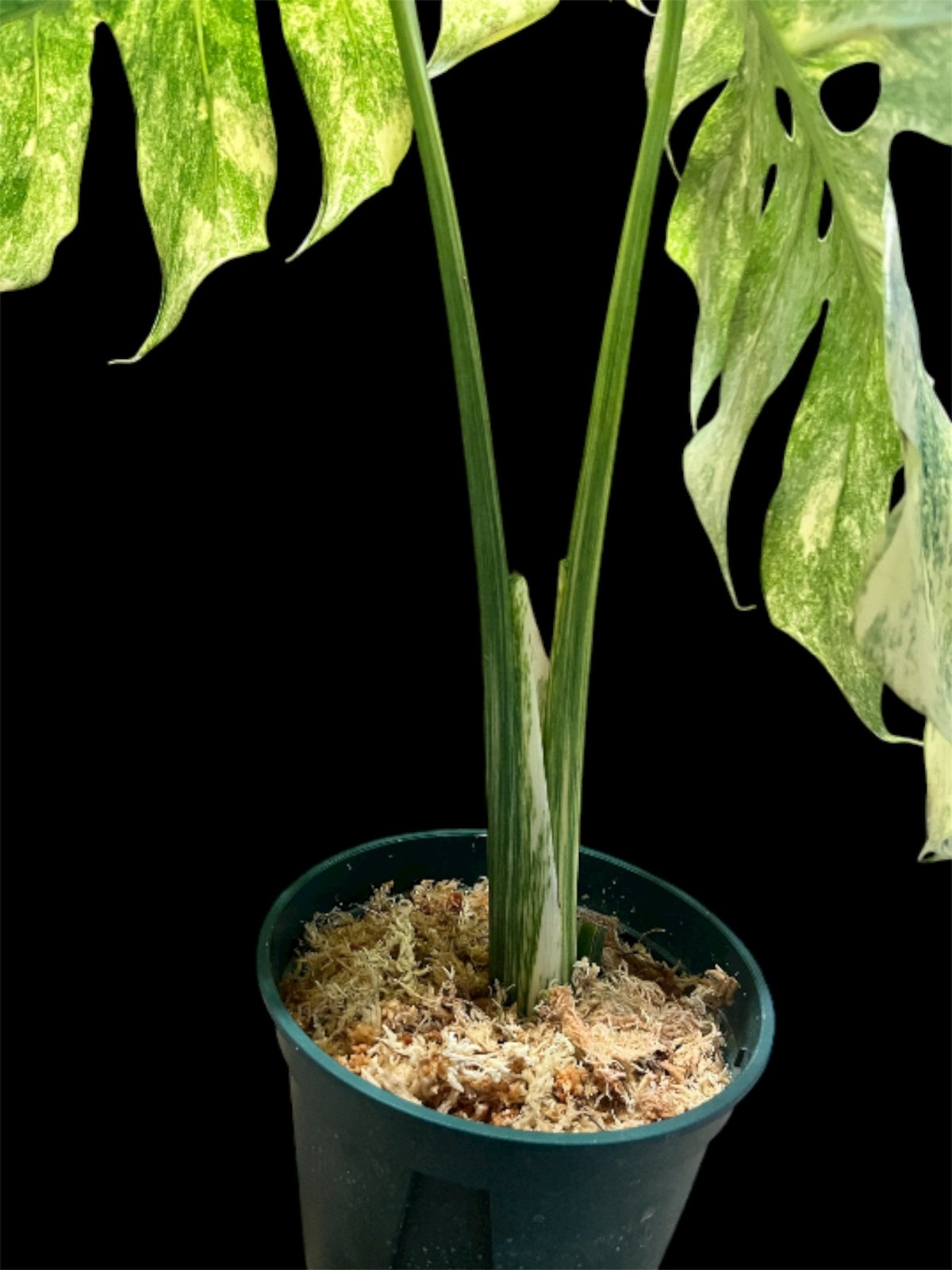 モンステラ デリシオーサ 'レガシー' | GREEN LUCK