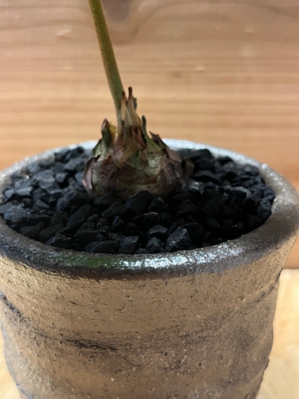 ザミア フルフラケア×伝市鉢 エビネ型 登窯 | GREEN LUCK