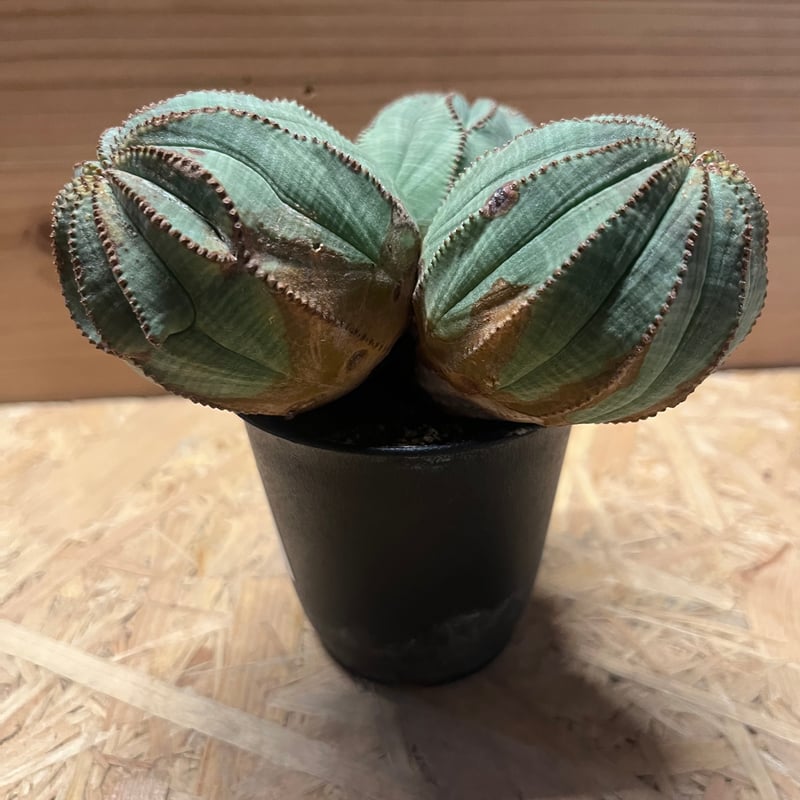 ユーフォルビア オベサ 3頭　レフトボタニカル　left botanical 鉢 ユーフォルビア オベサ 3頭 | GREEN LUCK