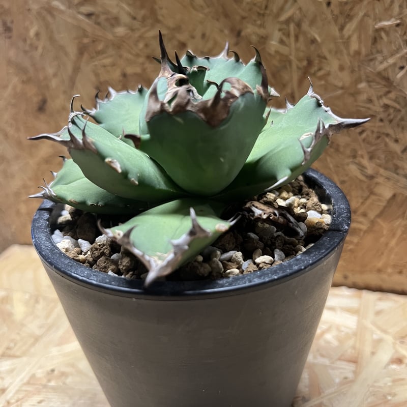 アガベ チタノタ ナンバー1 | GREEN LUCK