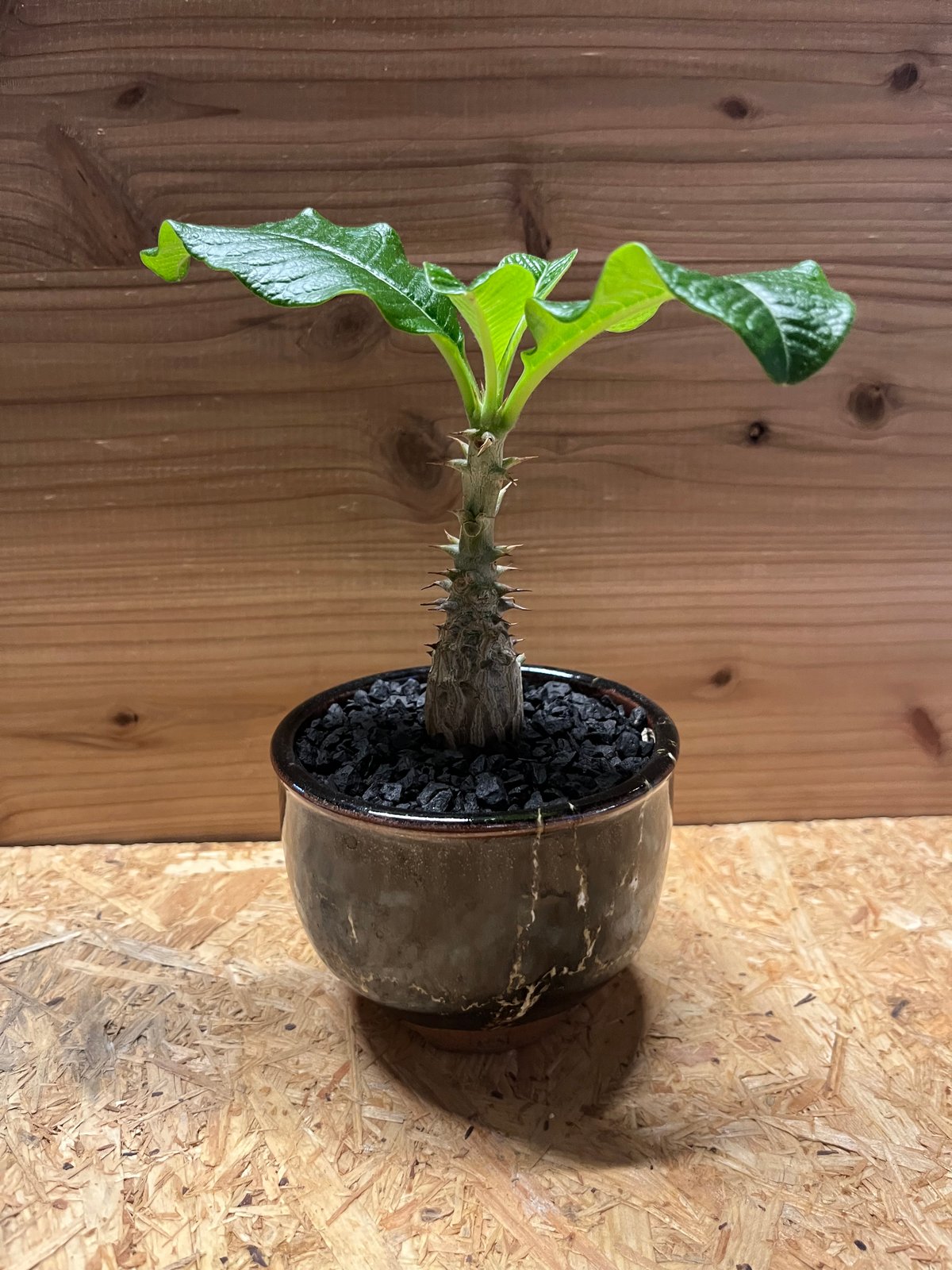 パキポディウム ウィンゾリー Secret Bazaar | _ 『 パキポディウム・ウィンゾリー from 吉園芸