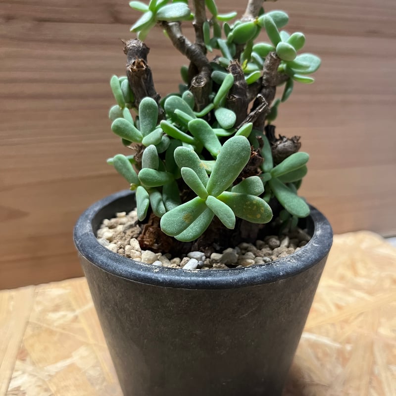 ケラリア ピグマエア | GREEN LUCK