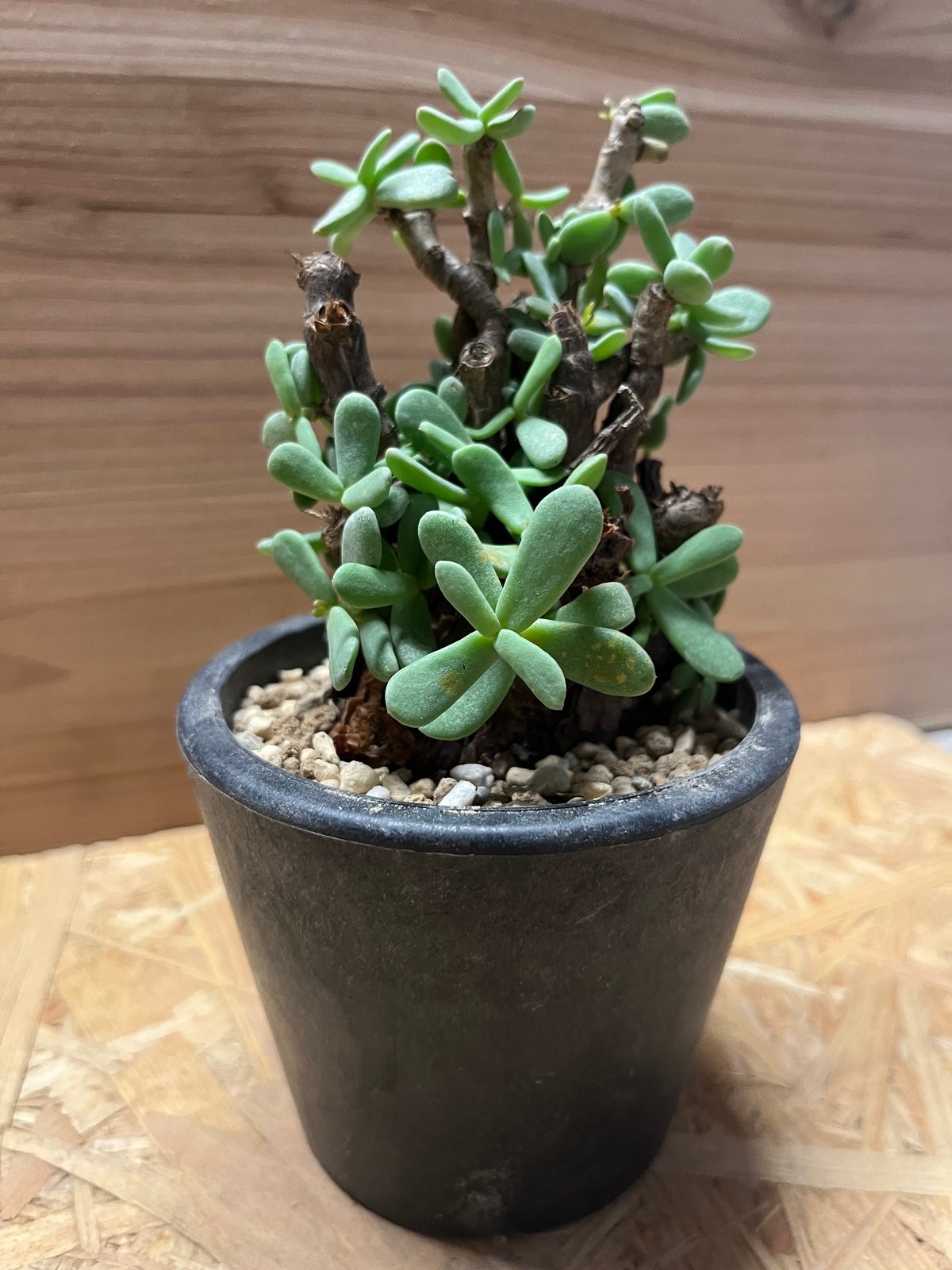 ケラリア ピグマエア | GREEN LUCK