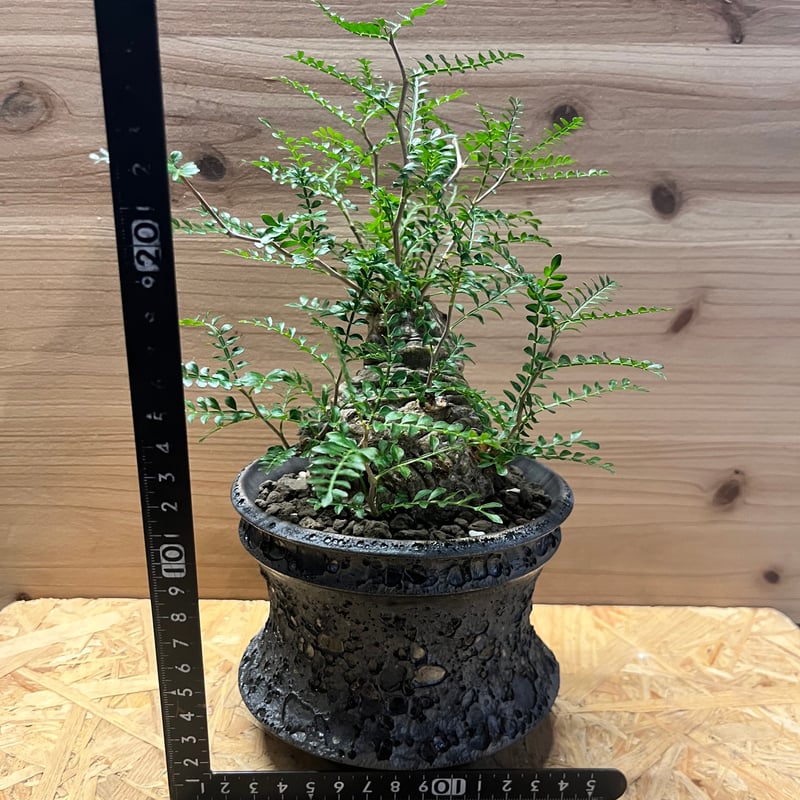 オペルクリカリア パキプス | GREEN LUCK