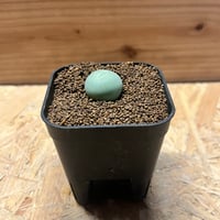 コノフィツム カルキュルス | GREEN LUCK