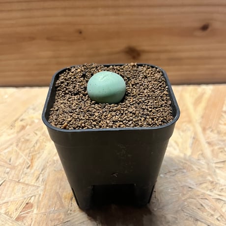 とおる様　確認用　コノフィツム　ブルゲリ　1.7cm以上　10点　S30、31 とおる様 確認用 コノフィツム ブルゲリ 1.7cm以上 10点 S30、31