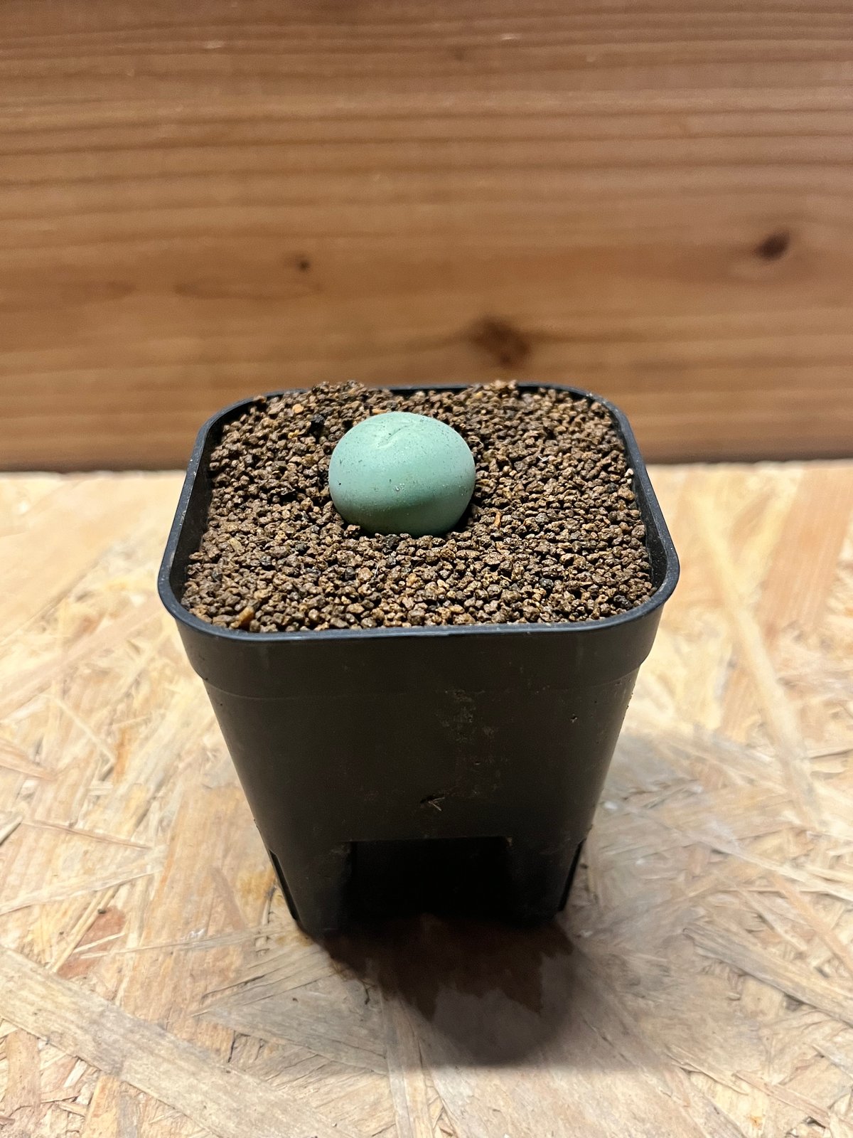 コノフィツム カルキュルス バンジリー 親株 コノフィツム カルキュルス バンジリー 親株