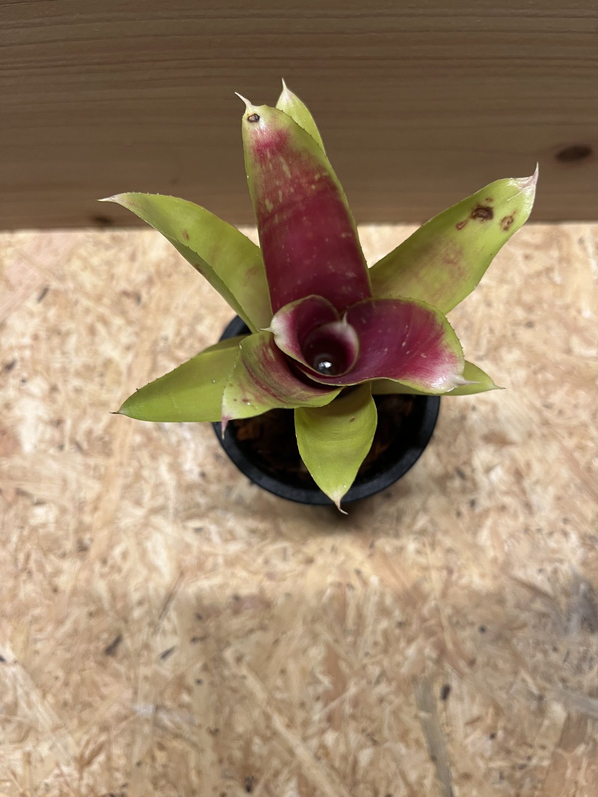 ネオレゲリア　バイーアナ　会長株 ネオレゲリア バイーアナ 会長株