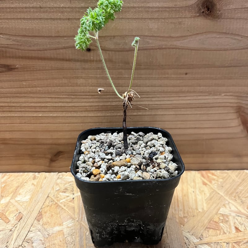 ペラルゴニウム トリステ | GREEN LUCK