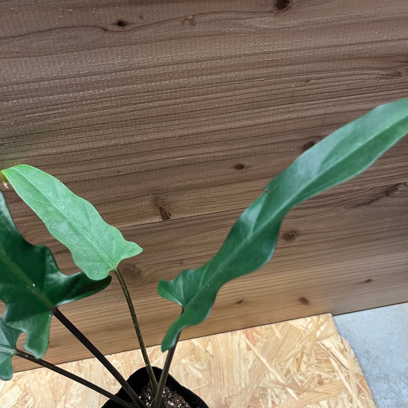 アロカシア ラウテルバキアナ | GREEN LUCK