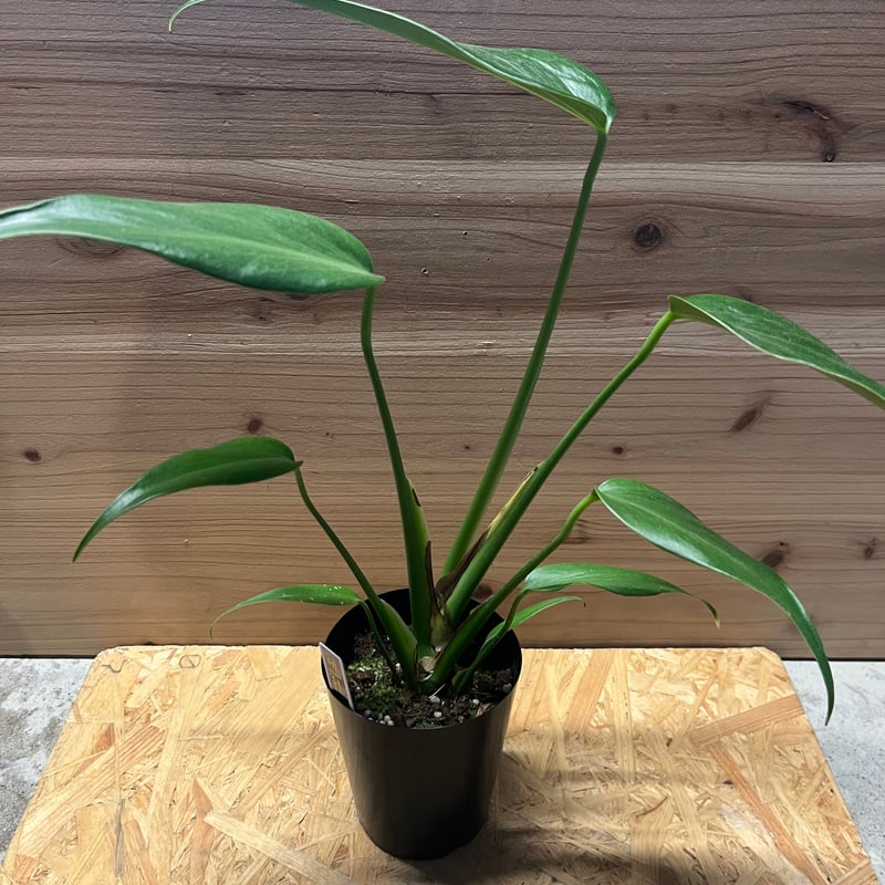 モンステラ バールマルクスフレーム① モンステラ・バールマルクスフレーム (Monstera Burle Marx