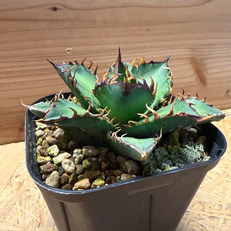 アガベ チタノタ 'レッドキャットウィーズル' | GREEN LUCK