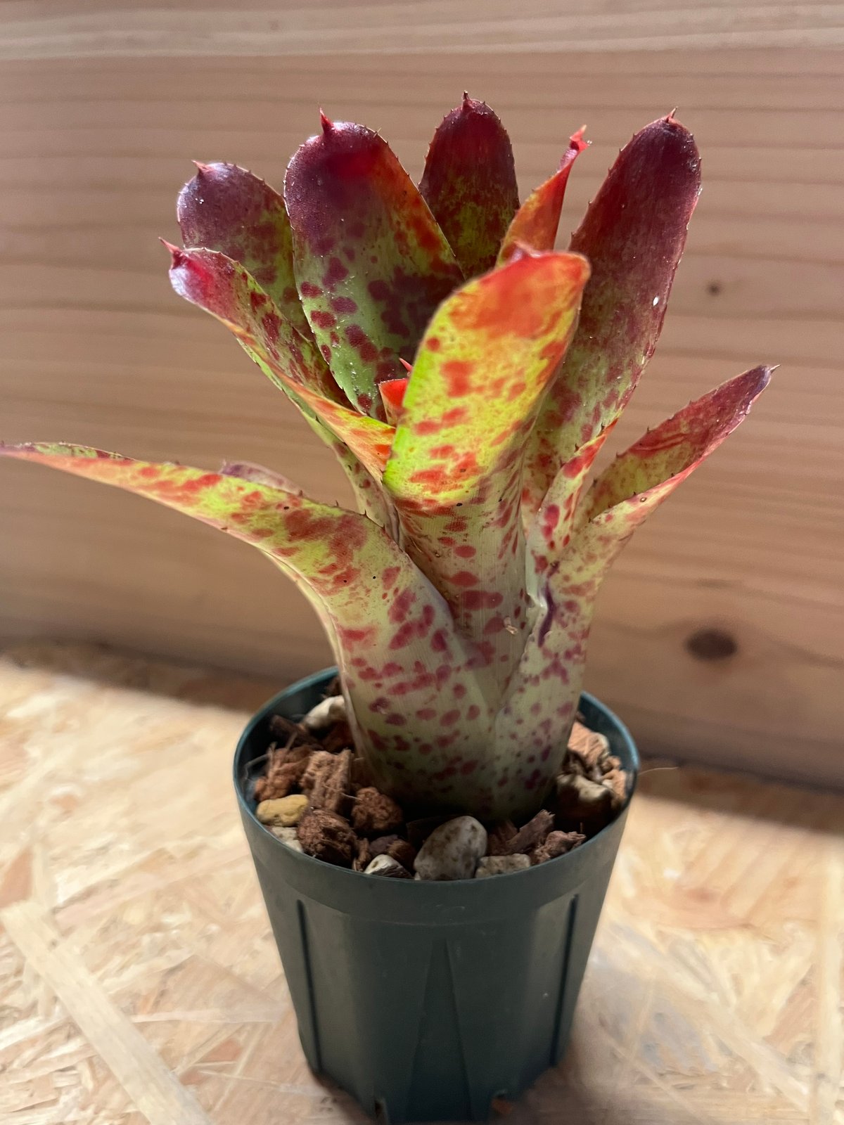 ネオレゲリア オレンス | GREEN LUCK