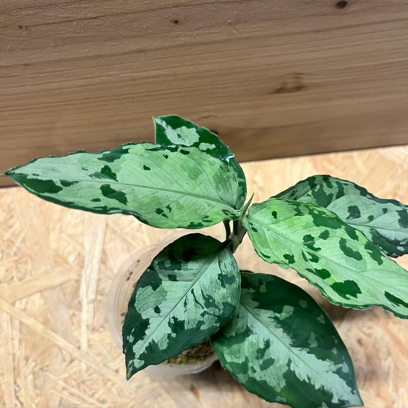 アグラオネマ ピクタム トリカラー 'ブラック' | GREEN LUCK