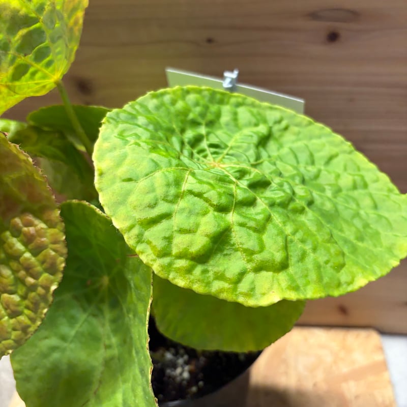 ベゴニア フートエンシス | GREEN LUCK