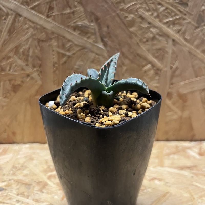 アガベ パリー ネオメキシカーナ | GREEN LUCK