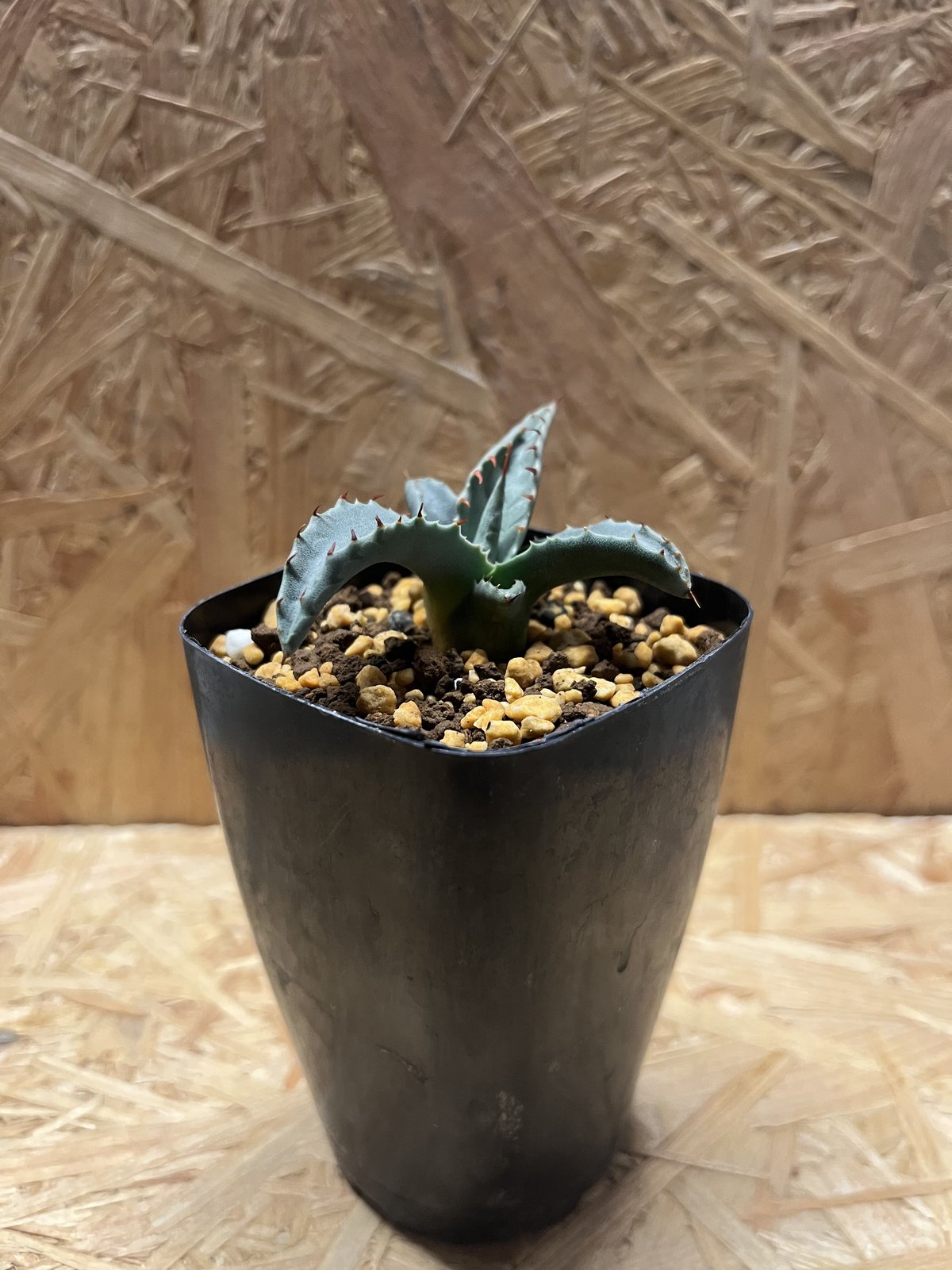 アガベ パリー ネオメキシカーナ I アガベ・パリー 'ネオメキシカーナ'｜Agave parryi sp