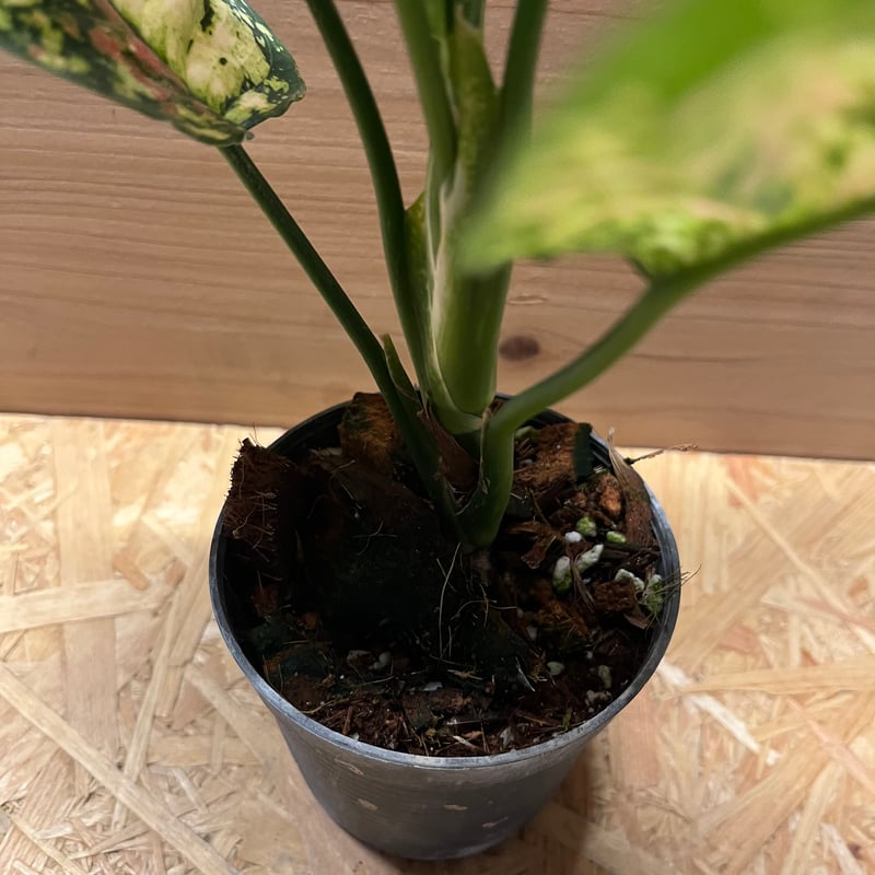 アグラオネマ アンヤマニー トリカラー | GREEN LUCK