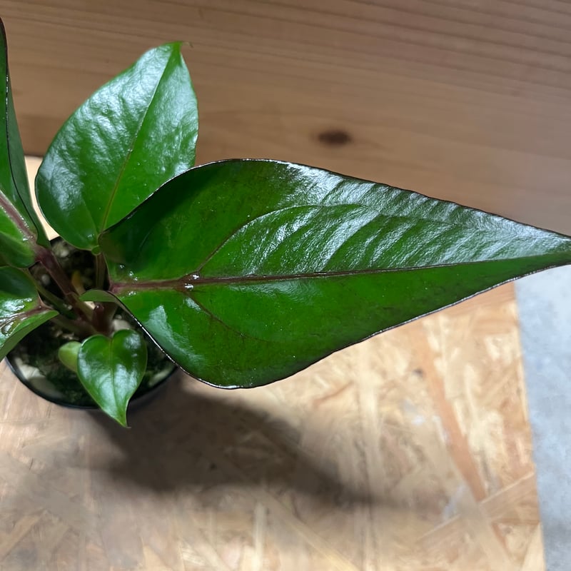 アンスリウム フーケリー 'ブラックドラゴン' | GREEN LUCK