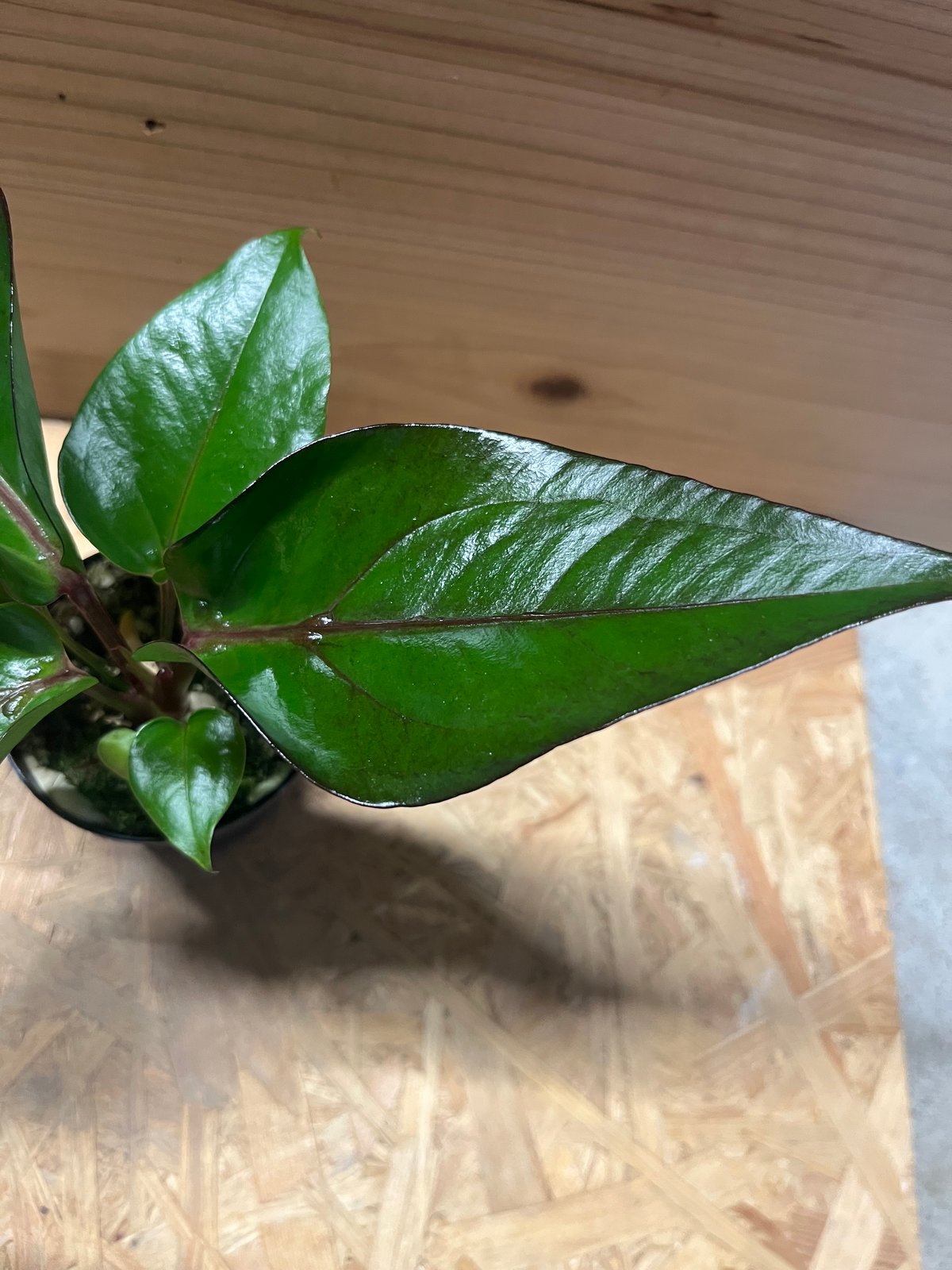 アンスリウム フーケリー 'ブラックドラゴン' | GREEN LUCK