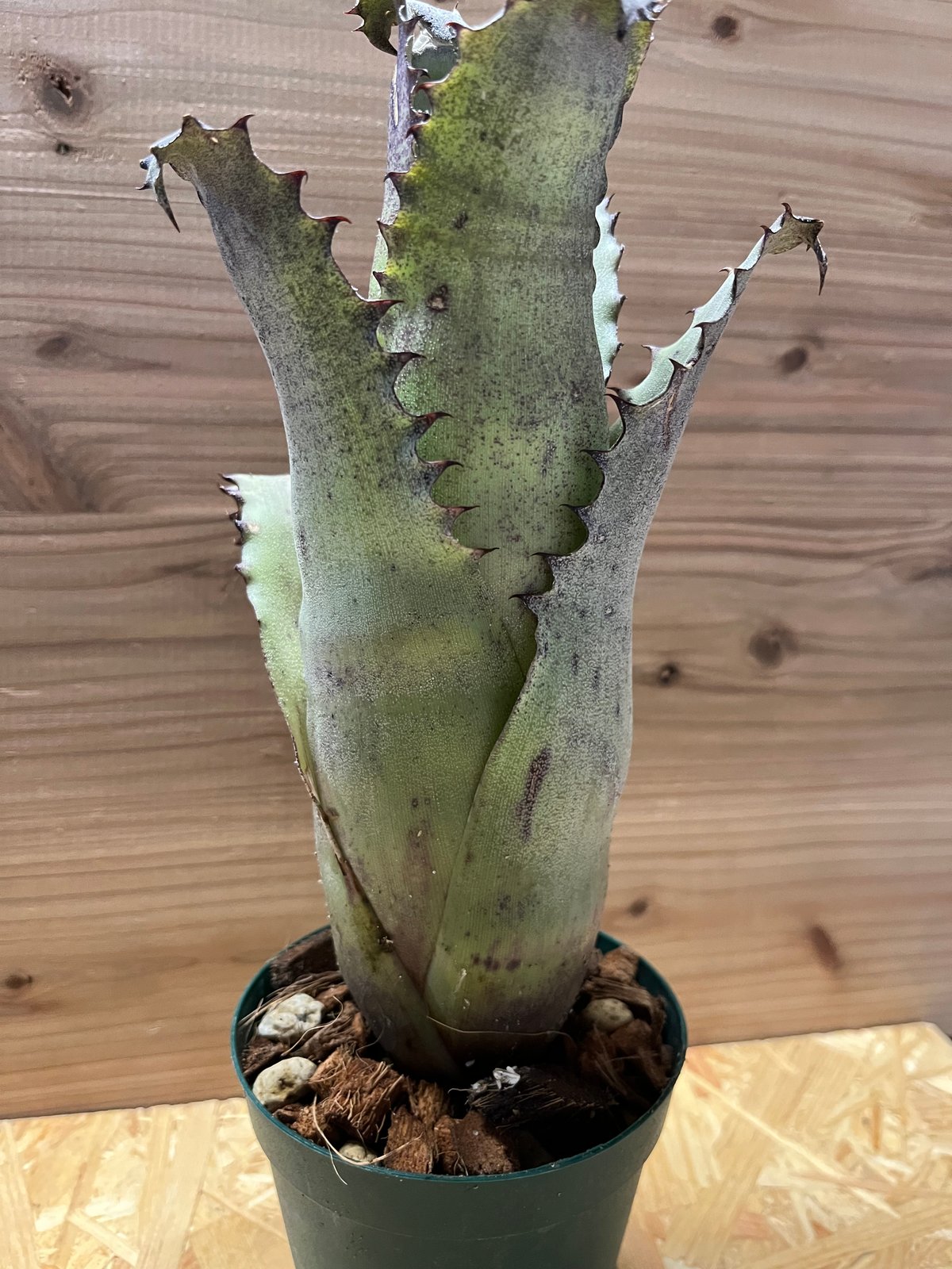 ホヘンベルギア サンドラズマウンテン | GREEN LUCK